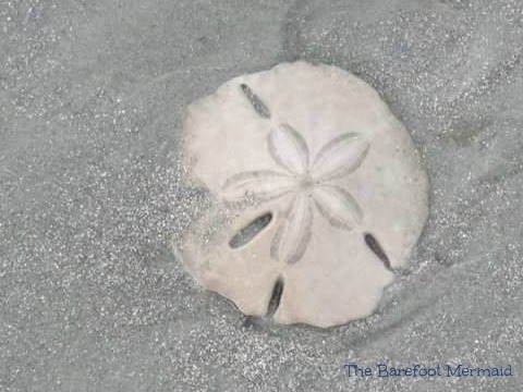 sanddollar